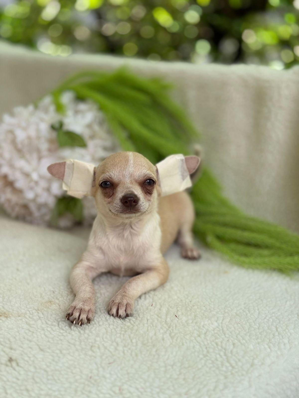 LORETTO MACHO PELO CURTO