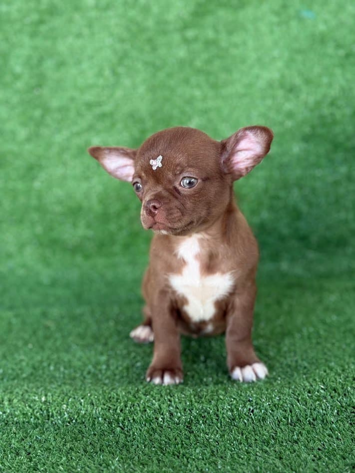 EUDORA FEMEA PELO CURTO - Imagem 6