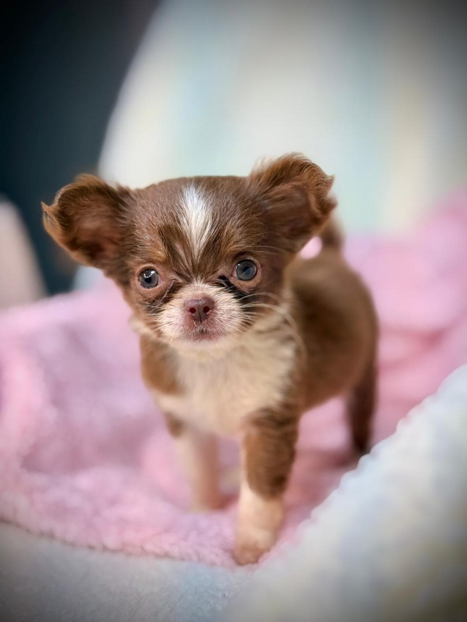 MIA FEMEA PELO LONGO - Imagem 2