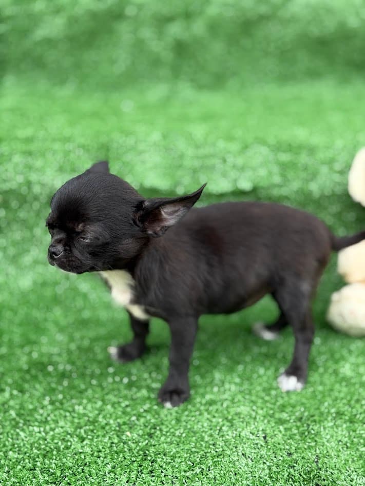 DONDOCA FEMEA PELO CURTO - Imagem 4