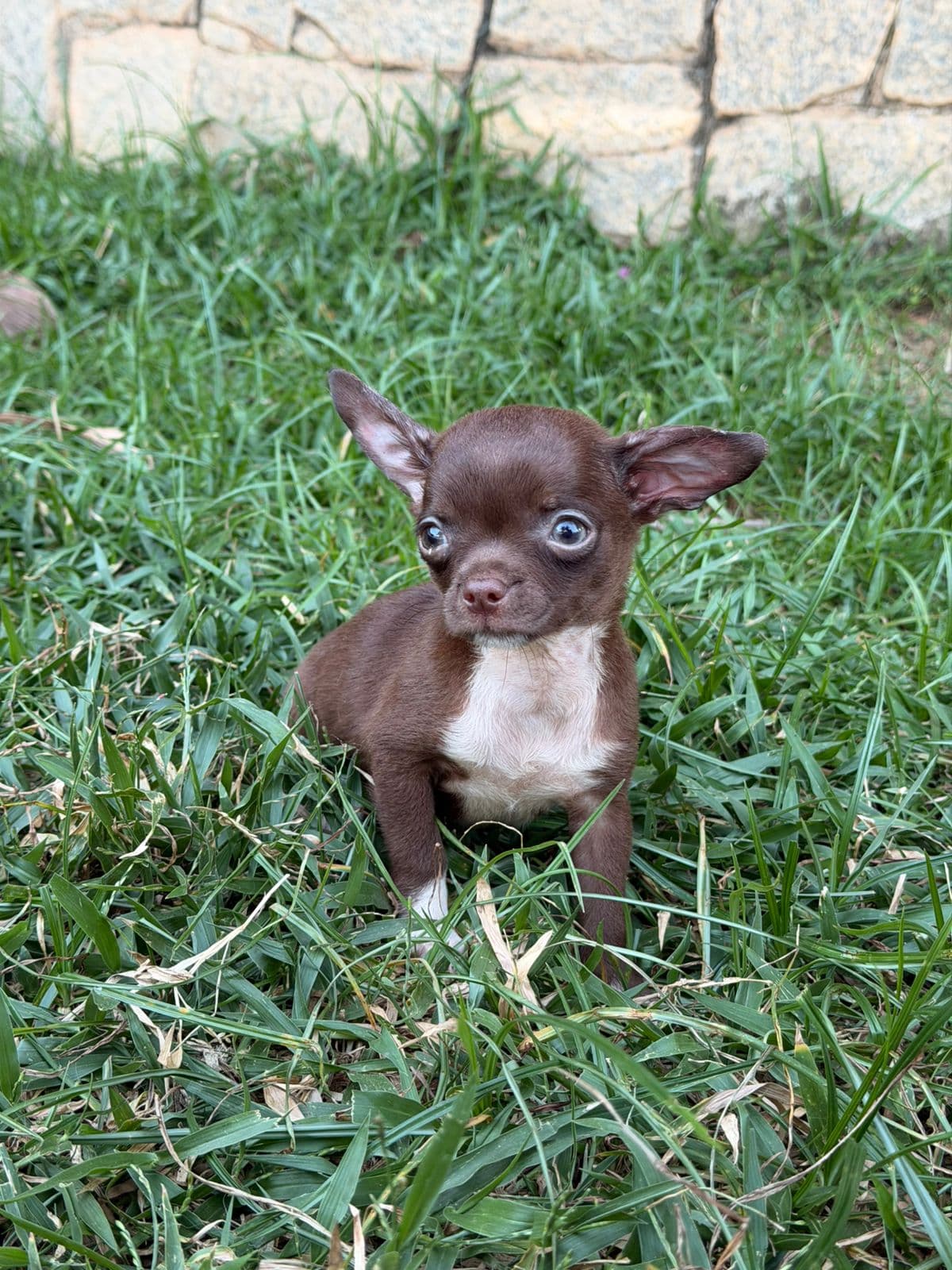 MACHO CHOCOLATE PELO CURTO - Imagem 4