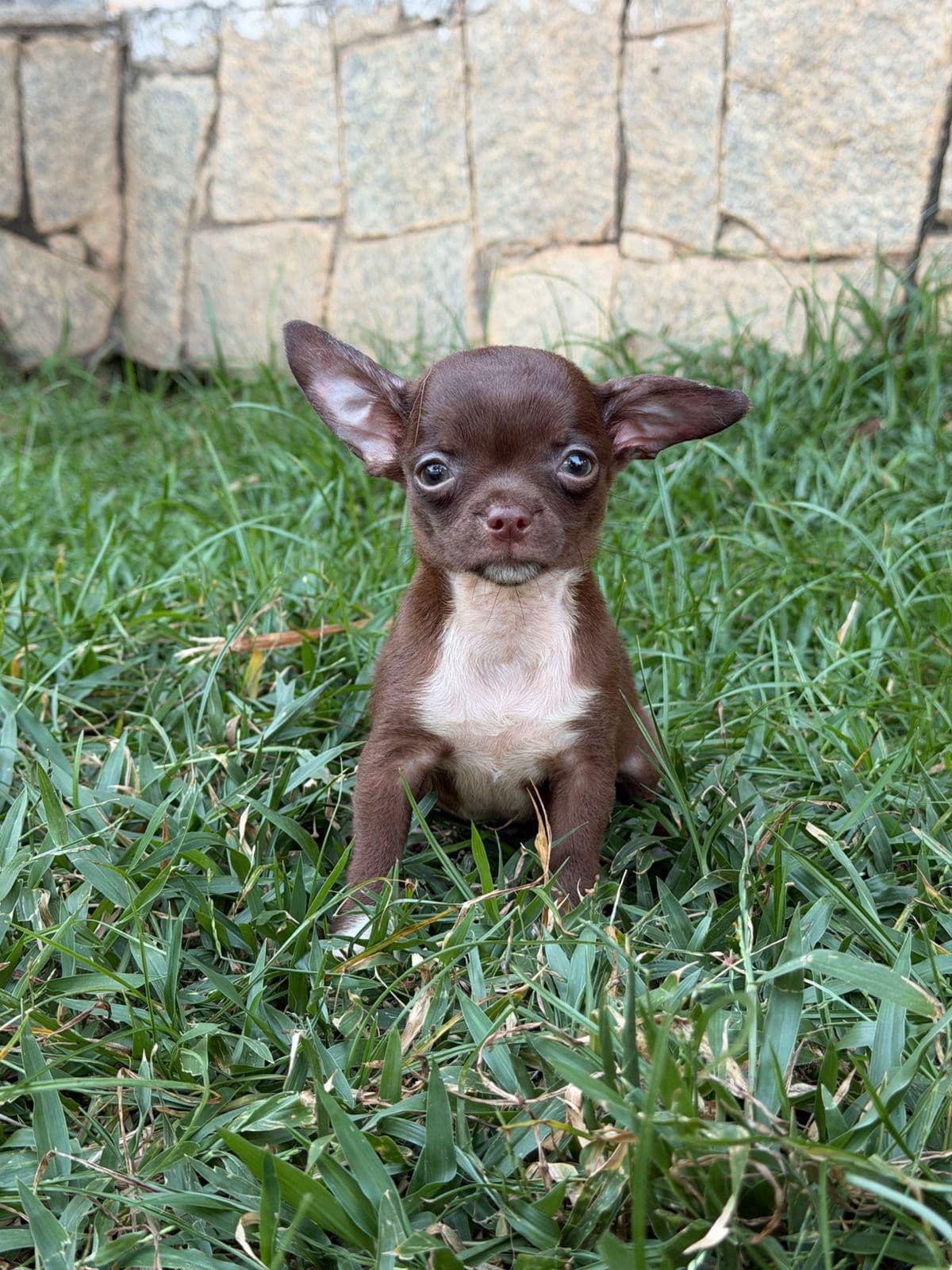 MACHO CHOCOLATE PELO CURTO - Imagem 2