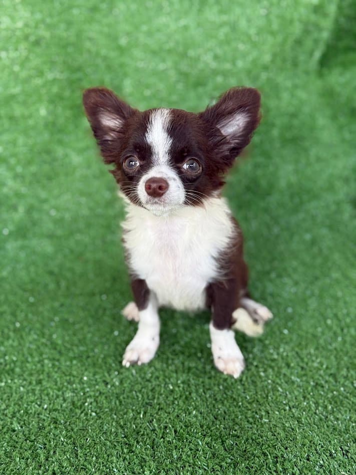 ZECA PELO LONGO - Imagem 4