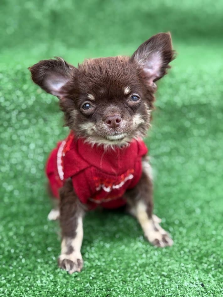 MAVIE FEMEA PELO LONGO - Imagem 1