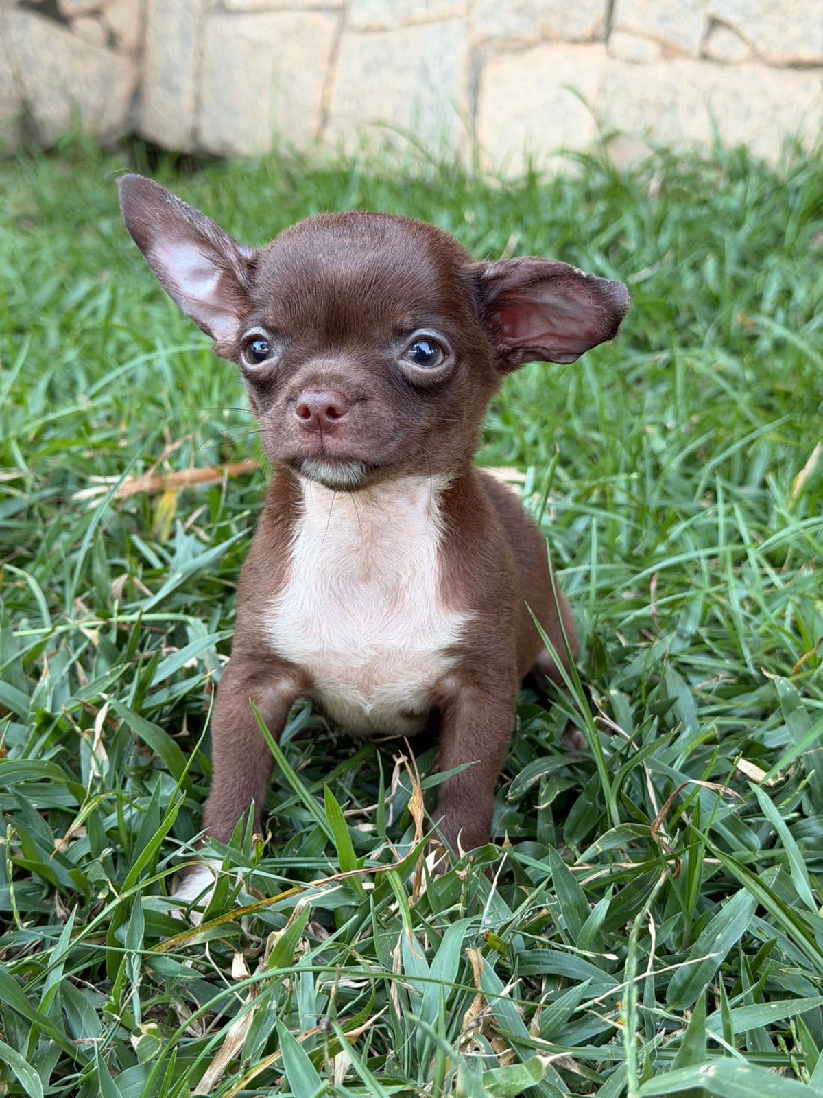 MACHO CHOCOLATE PELO CURTO - Imagem 1
