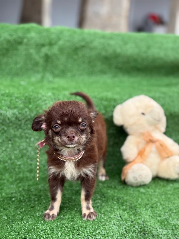 MAVIE FEMEA PELO LONGO - Imagem 6