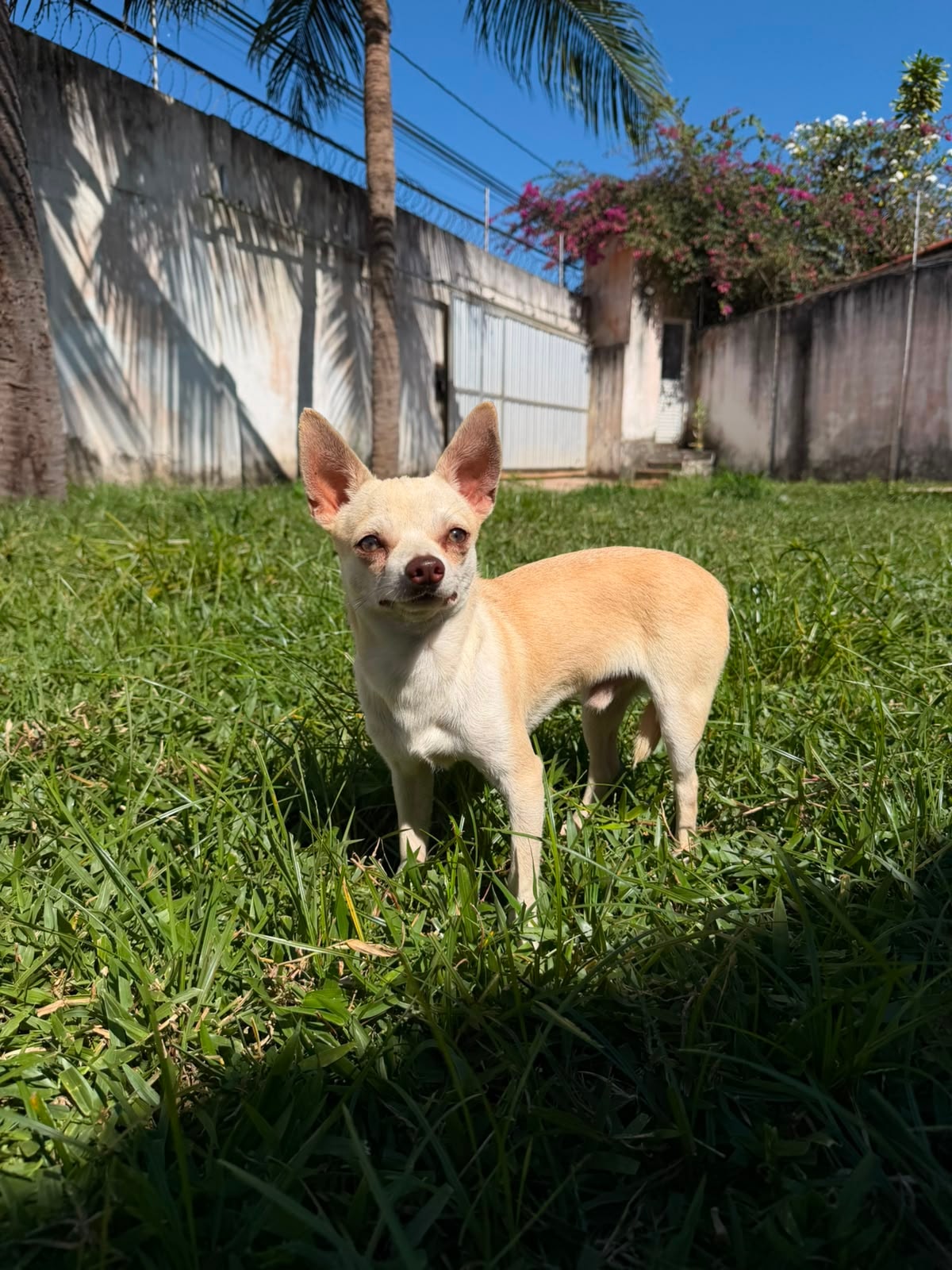LORETTO MACHO PELO CURTO 7 MESES