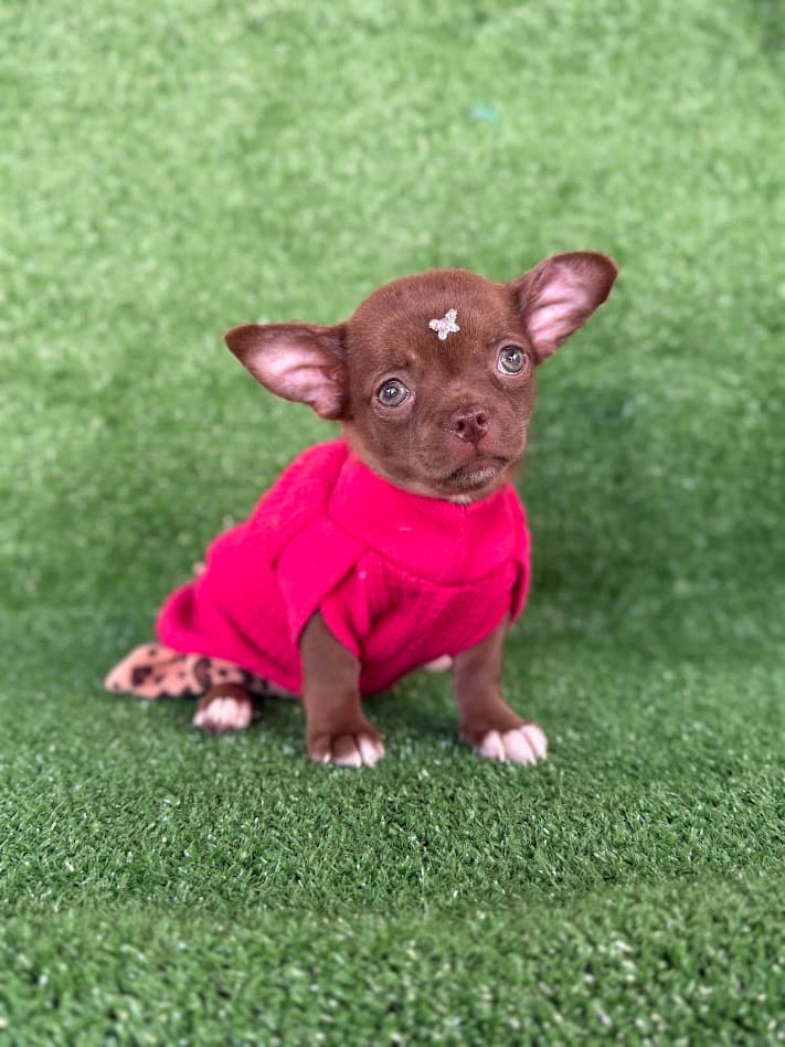 EUDORA FEMEA PELO CURTO - Imagem 5