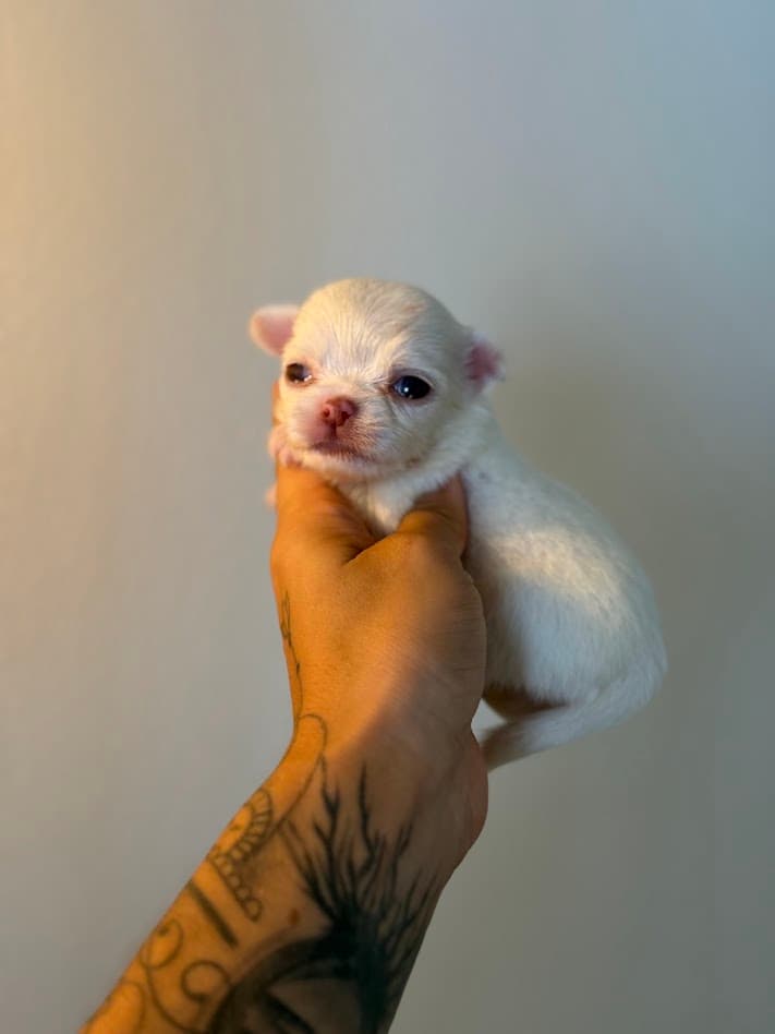 MELISSA FEMEA PELO LONGO - Imagem 6