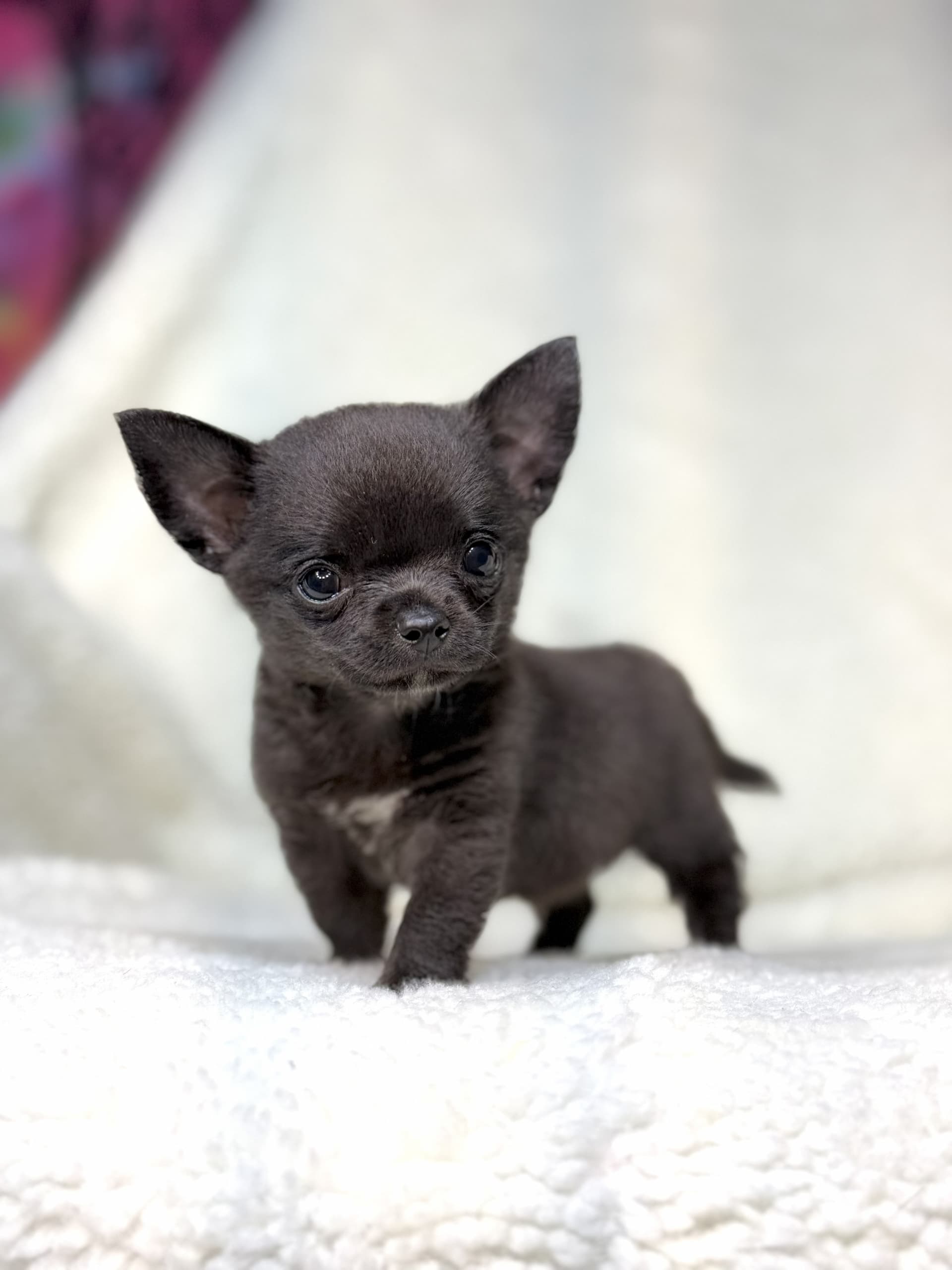 Chiuaua Banner 2 Chiuaua Banner 2