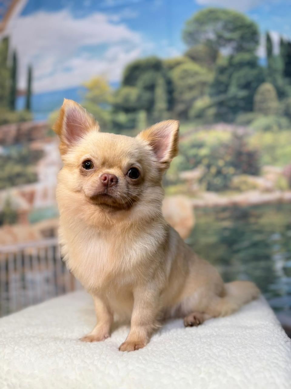 Chiuaua Banner Chiuaua Banner