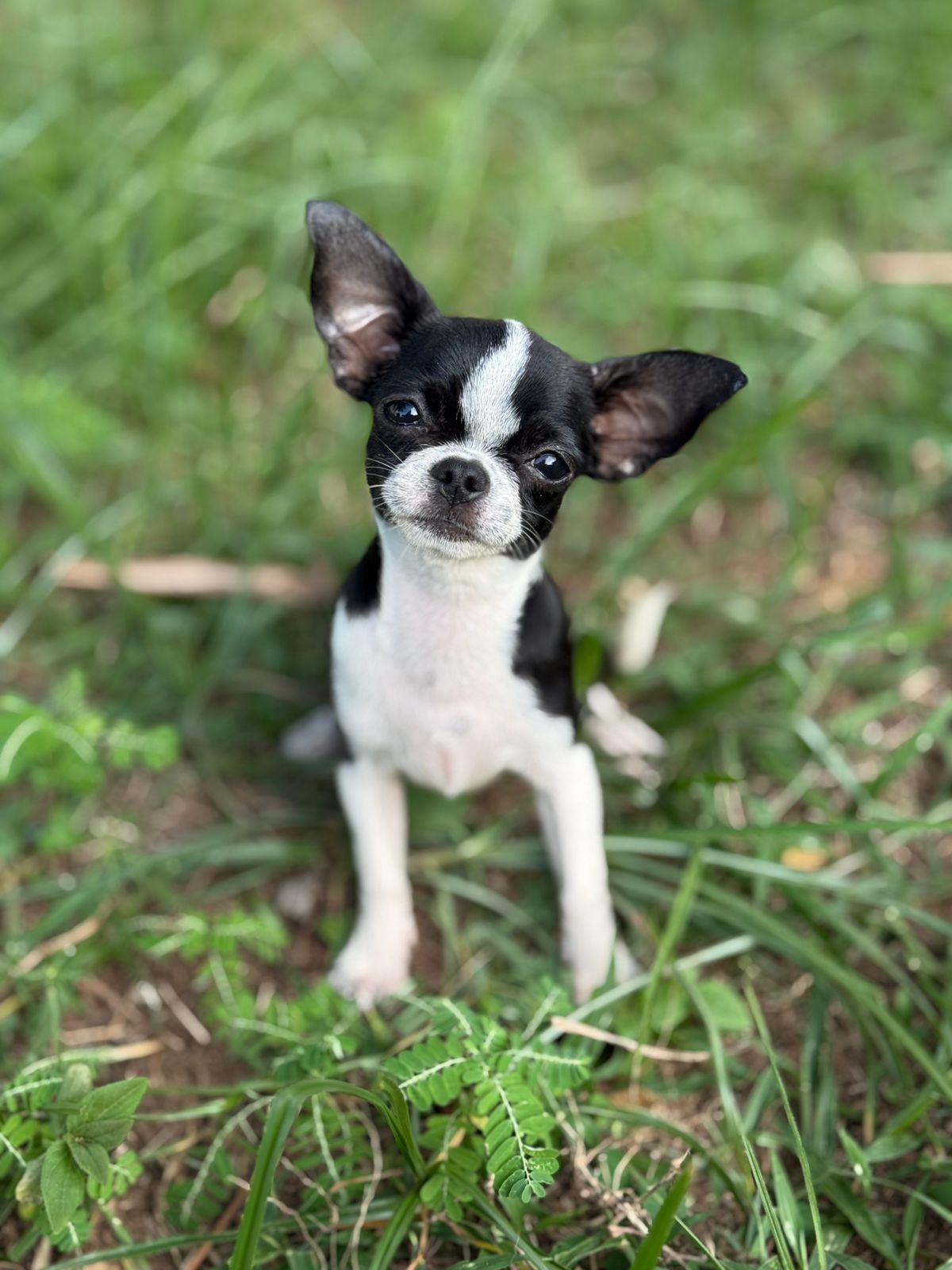 Filhote PENÉLOPE FEMEA PELO CURTO