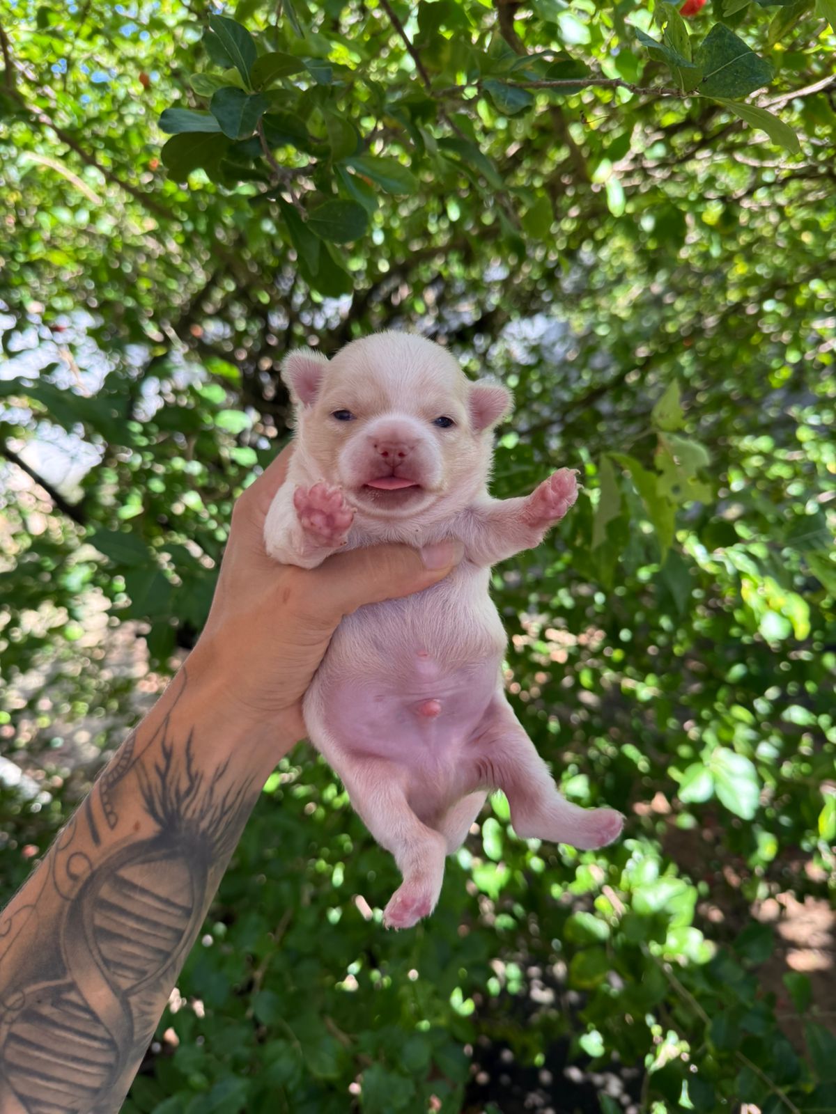 Filhote MACHO BRANCO PELO LONGO