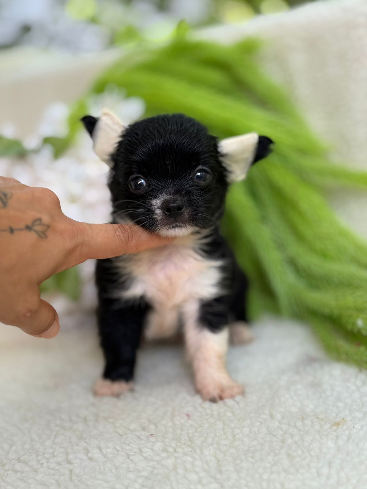 Filhote MACHO BLACK PELO LONGO